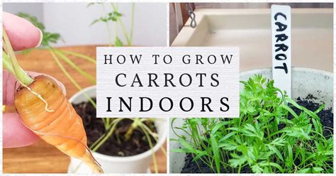 How To Grow Carrots Indoors At Home In Flower Pots