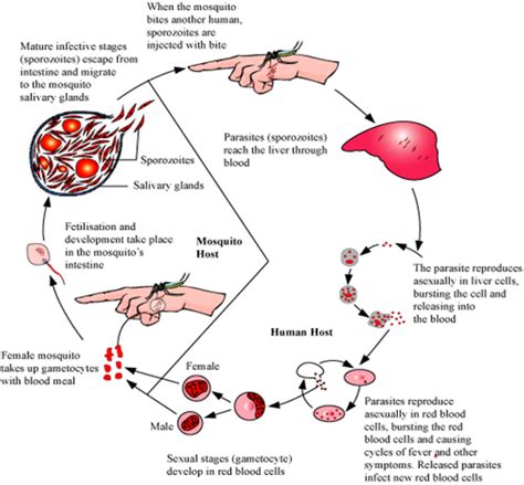 Life Cycle Of Plasmodium Class 12 Tonja Montano