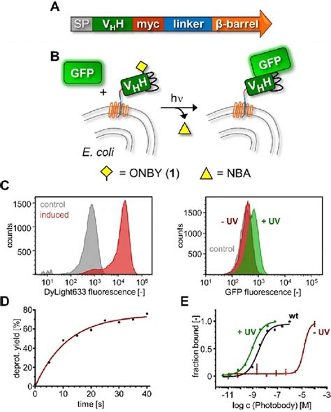 Determination Of Nanobody Binding Affinities Using E Coli Cell Surface