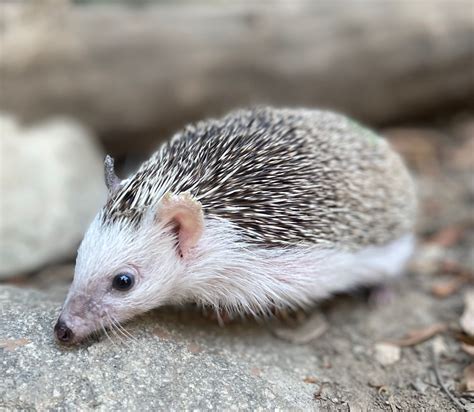 African Pygmy Hedgehogs