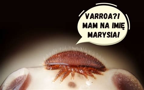 Varroa destructor skuteczne zwalczanie czy ciągła walka Cz 5