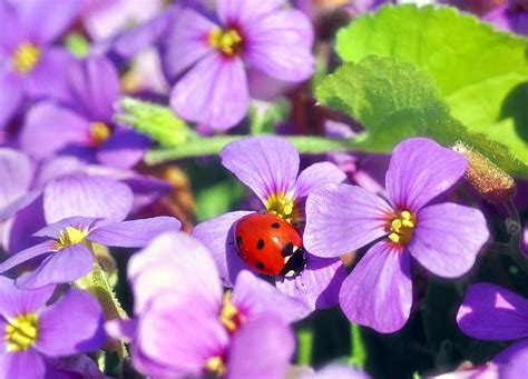 Grass Macro Close Up Insect Ladybug Ladybird Hd Wallpaper Pxfuel