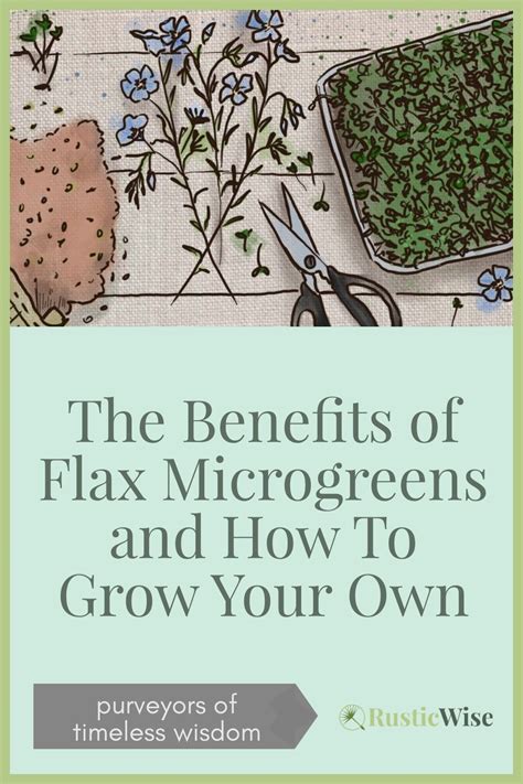 The Benefits Of Flax Microgreens And How To Grow Your Own Artofit