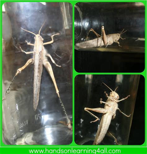 Learning Science Naturally: Grasshoppers! | Hands on Learning 4 All