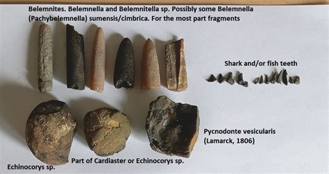 Early (Early) Maastrichtian fossils - late Cretaceous the Netherlands ...