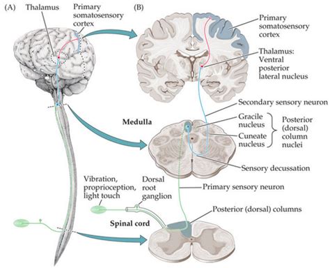 Sensory Pathways Lecture 9 11 Flashcards Quizlet