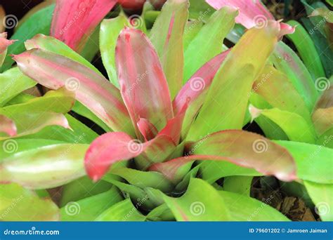 Aechmea Fasciata Art Von Lokalen Brasilien Anlagen Stockfoto Bild Von