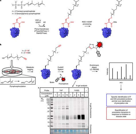 Global Labelling Of Prenylated Proteins Using Novel Alkyne Tagged