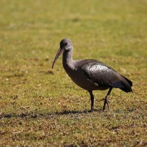 Hadada Ibis - Facts, Diet, Habitat & Pictures on Animalia.bio