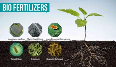 Biofertilizers - Best Tool for Agriculture