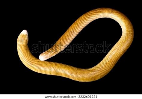 3,889 Worm Lizard Images, Stock Photos, 3D objects, & Vectors ...