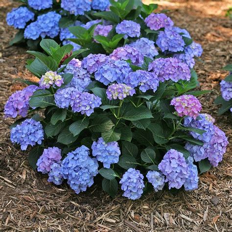 Hydrangea Macrophylla Let S Dance Blue Jangles White Flower Farm