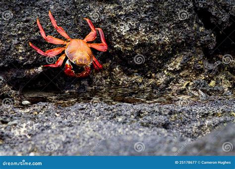 Galapagos Crab Stock Image Image Of Ocean Beach Orange 25178677