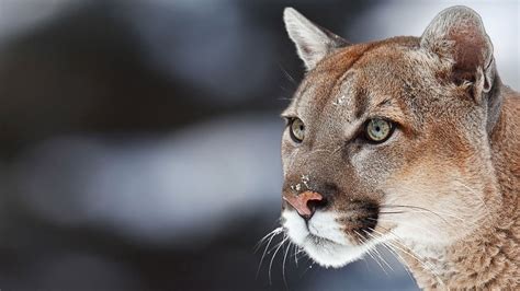 Cougar Wallpapers - Top Free Cougar Backgrounds - WallpaperAccess