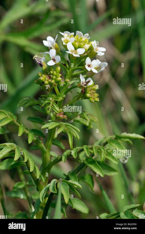 Water Cress Rorippa Nasturtium Aquaticum Stock Photo Alamy