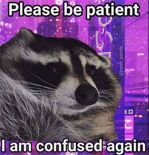 Nocturnal Trash Posts Raccoon Memes Instagram Artofit