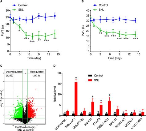 Frontiers Silencing Of Lncrna Pkia As Attenuates Spinal Nerve