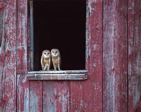 Barn Owl Audubon Field Guide