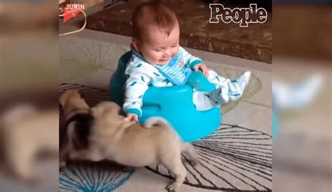 Facebook viral mujer deja a perros pug cuidando a su bebé y los