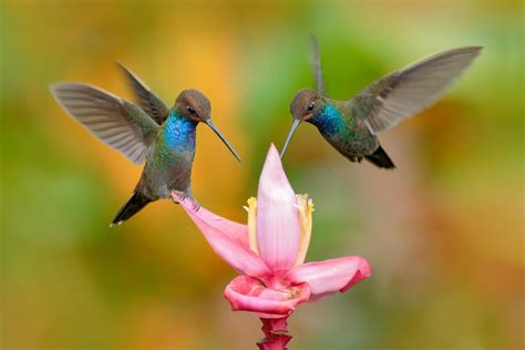 ¿sabías Que Los Colibríes Tienen La Capacidad De Ver Más Colores Que