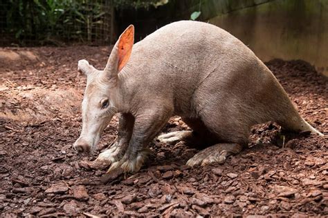 35 Awesome Aardvarks Facts