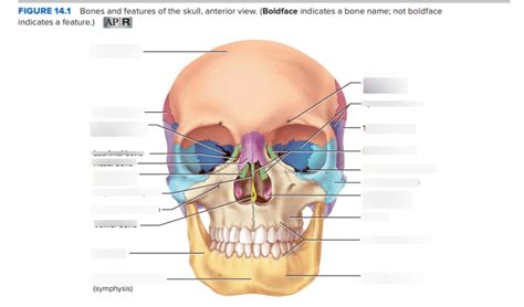 FIGURE 14 1 Bones And Features Of The Skull Anterior View Diagram