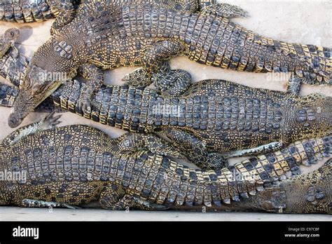 Crocodiles at wildlife park. Darwin, Northern Territory, Australia ...