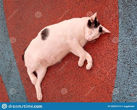 A Two Colors Cat Is Sleeping Soundly In The Middle Of A Colorful