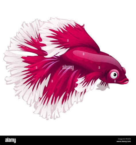 Cartoon Rosa Betta Fisch Siamese Fighting Fisch Betta Splendens Oder