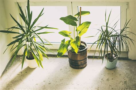 Por qué se secan las puntas de las hojas de las plantas de interior AL