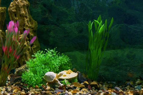 Beautiful Work Info About How To Clean Plastic Aquarium Plants