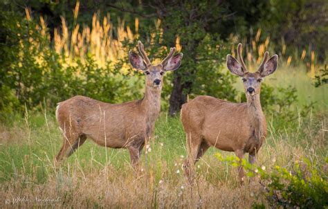 Castle Rock Colorado Mule Deer Photos