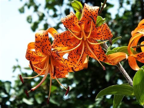 Can Chickens Eat Tiger Lilies Risks How To Keep Tiger Lilies Safe Critter Clean Out