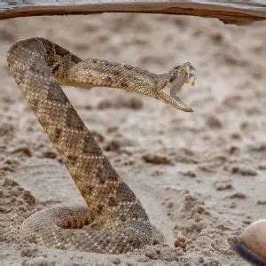 What’s a Safe Distance to Keep Away From a Rattlesnake? – SelectSafety.net