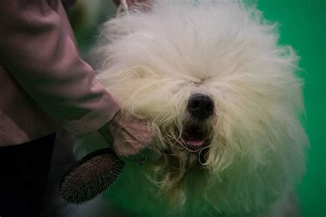 Nuncajamas Cocker Las Mejores Fotos De Crufts