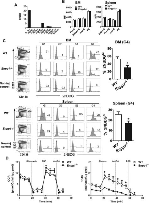 Impaired Glucose Uptake And Metabolism In PCs Of Enpp1 Mice A