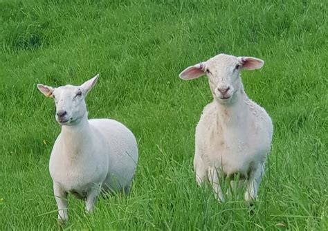 First Showing For New Shedding Sheep