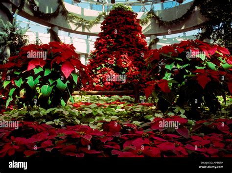 Poinsettia Poinsettias Flame Leaf Noche Buena Christmas Celebration