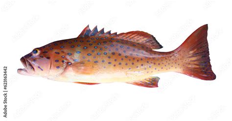 Spotted Coral Grouper Or Bar Cheek Coral Trout Fish Isolated On White