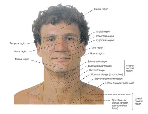 External View of the Head and the neck
