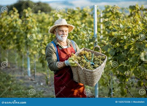 Viticultor Con Uvas En El Viñedo Foto de archivo Imagen de viejo