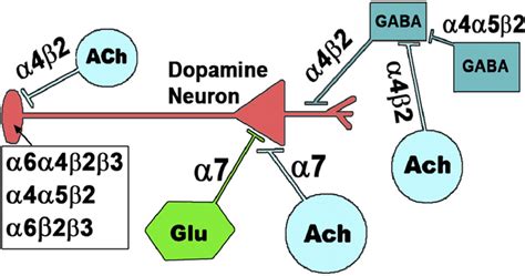 Mammalian Nicotinic Acetylcholine Receptors From Structure To Function