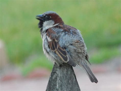 Male House Sparrow by Tracksidegorilla1 on DeviantArt