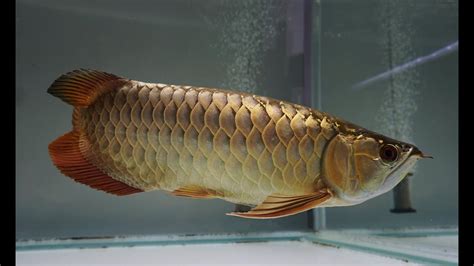 8 Beautiful High Back Golden Arowana Fish Super Malaysian Gold