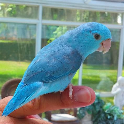 Parrotlet Blue Female Ubicaciondepersonas Cdmx Gob Mx