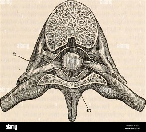 The arachnoid mater hi-res stock photography and images - Alamy