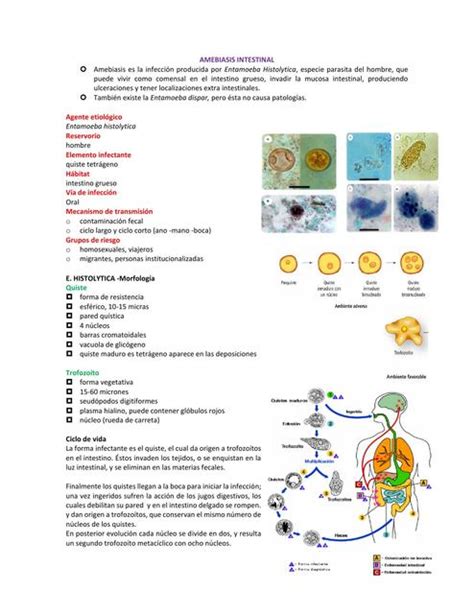 Ciclo De Vida De Entamoeba Histolytica