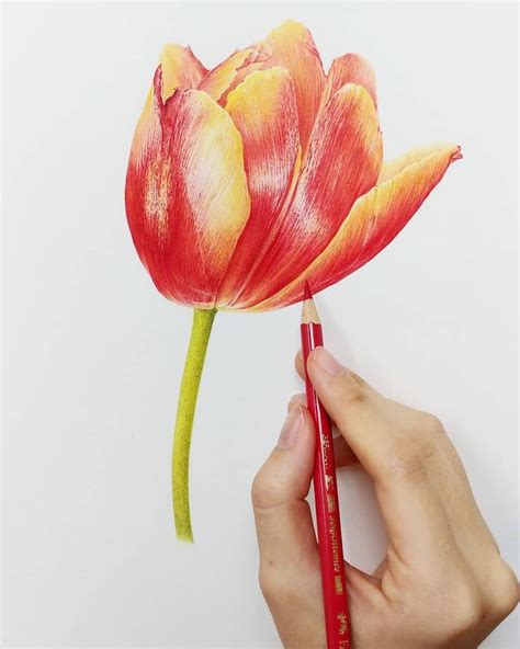 Someone Is Drawing A Flower With Colored Pencils