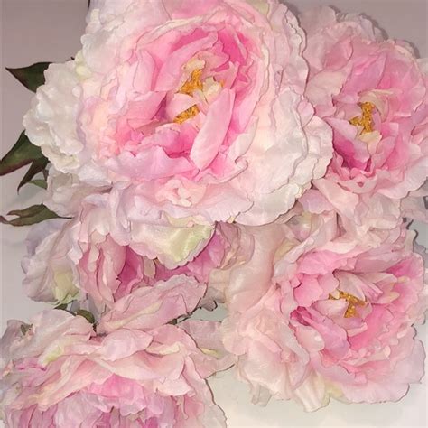 Accents Peonies Pink Peonies Long Stem Pink And White Roses Long Stem