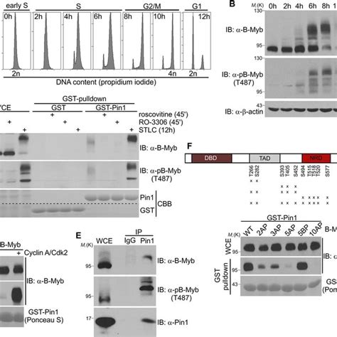 Pin Interacts With B Myb In A Cdk Phosphorylation Dependent Manner